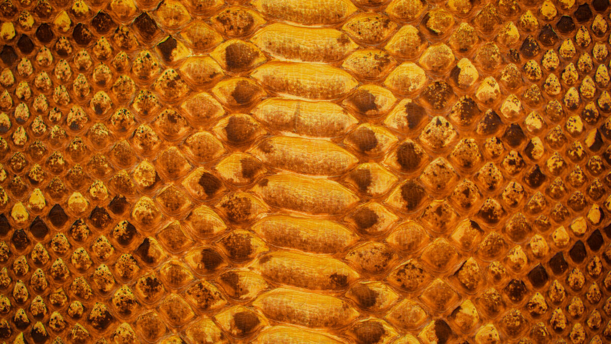 Close-up of exotic crocodile skin leather texture
