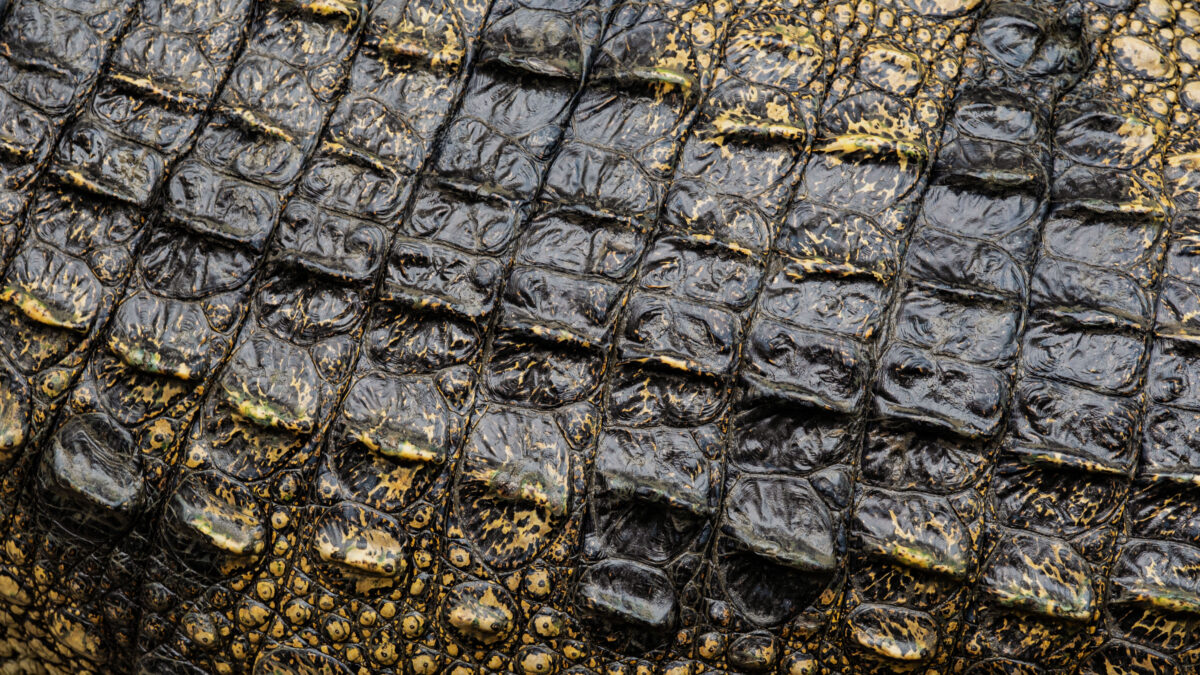 Close-up of glossy dark crocodile skin texture