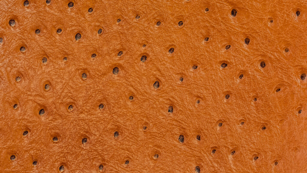 Close-up of genuine ostrich leather quill-bump texture