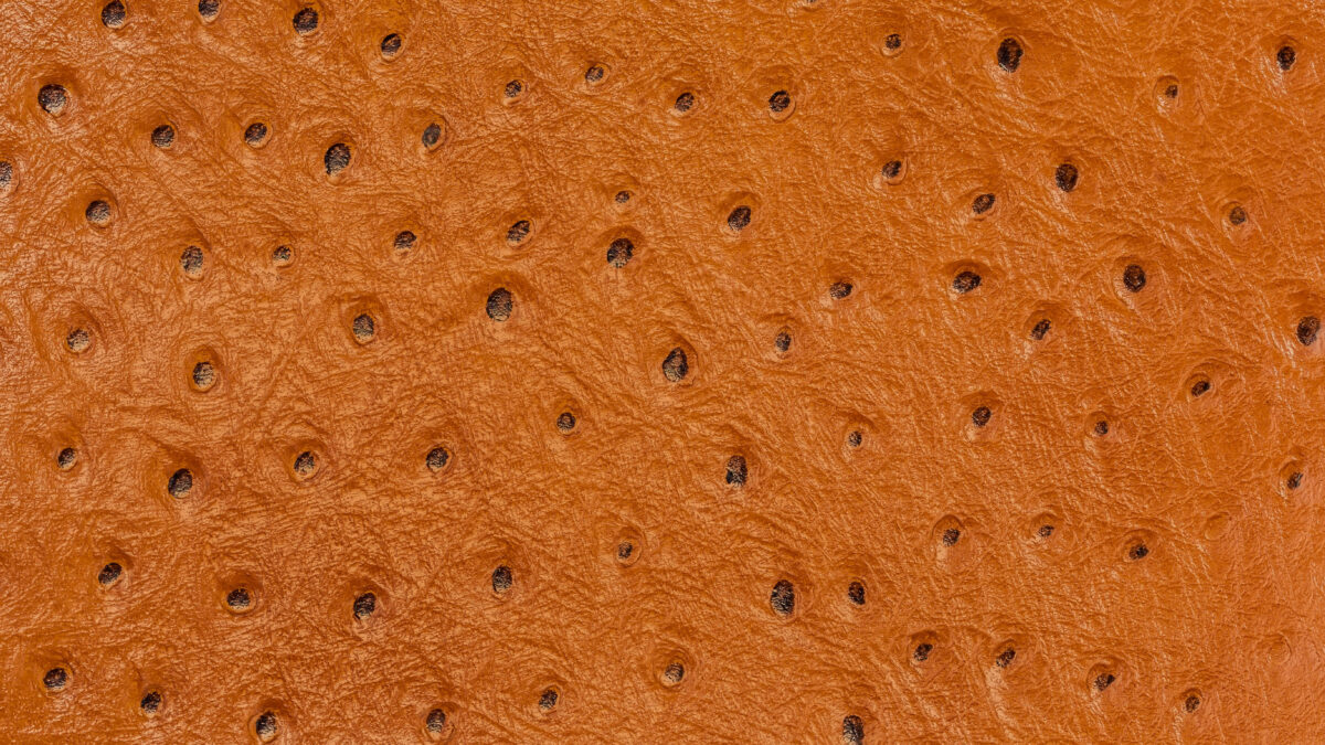 Close-up of genuine ostrich leather quill-bump texture